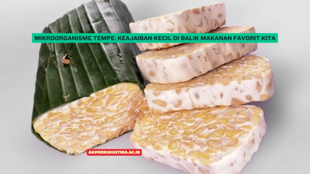 Mikroorganisme-Tempe