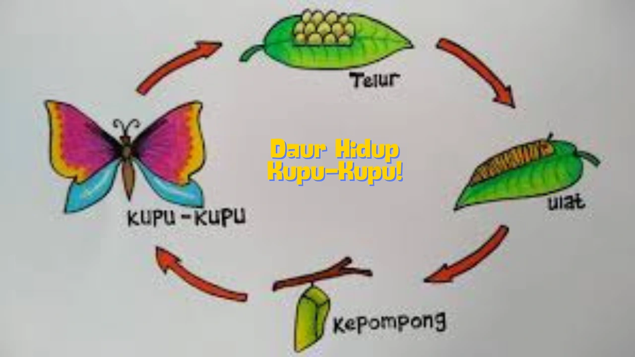 Daur-Hidup-Kupu-Kupu